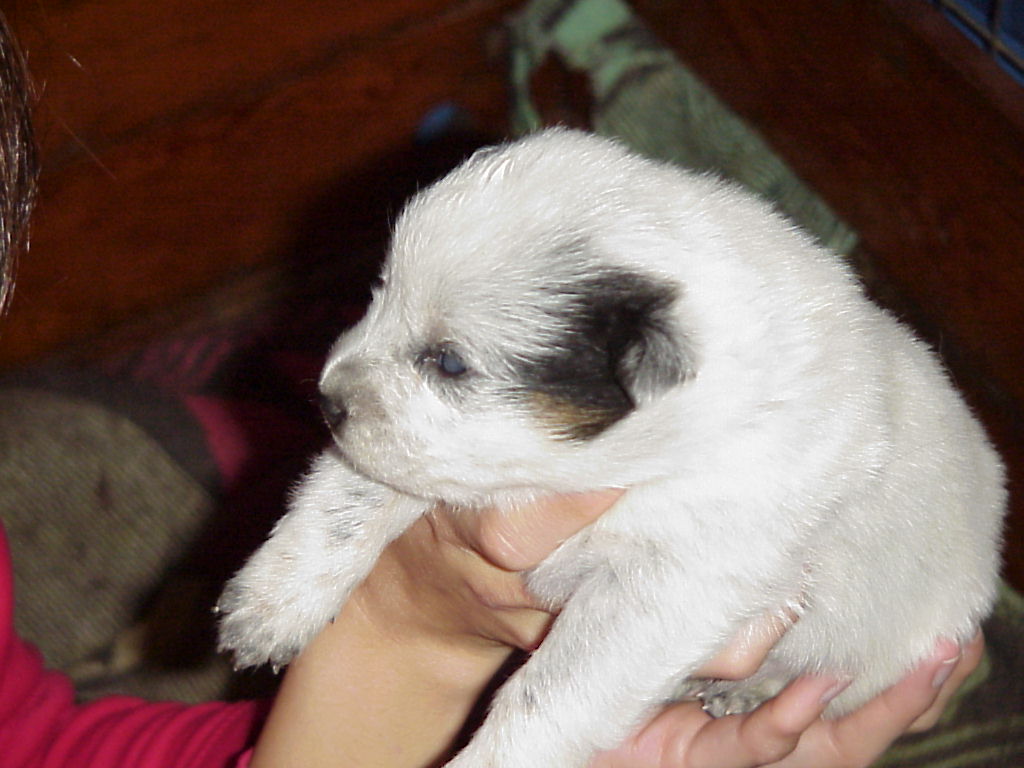 Briarmoor's Fanfare - Fanny, BAER Normal as a 2 week old puppy